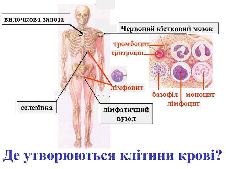  вилочкова залоза Червоний кістковий мозок тромбоцит еритроцит лімфоцит селезінка лімфатичний вузол базофіл моноцит