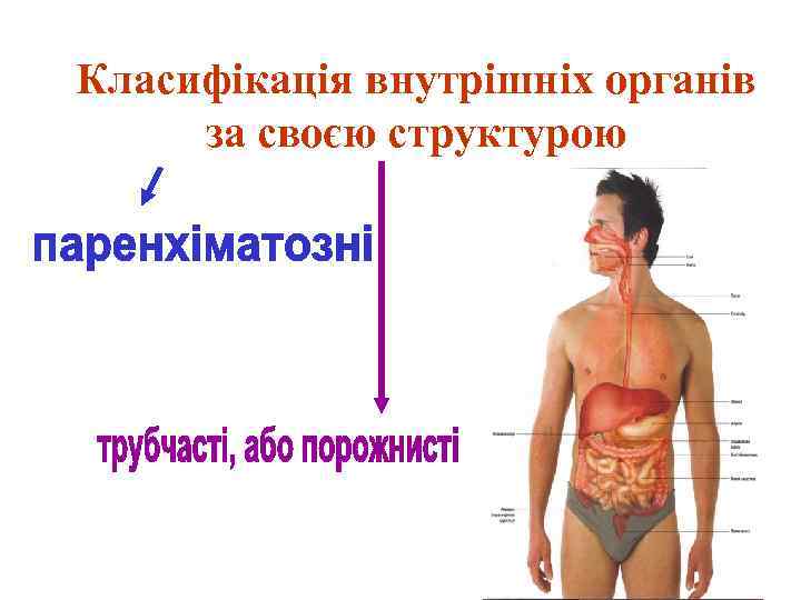 Класифікація внутрішніх органів за своєю структурою 