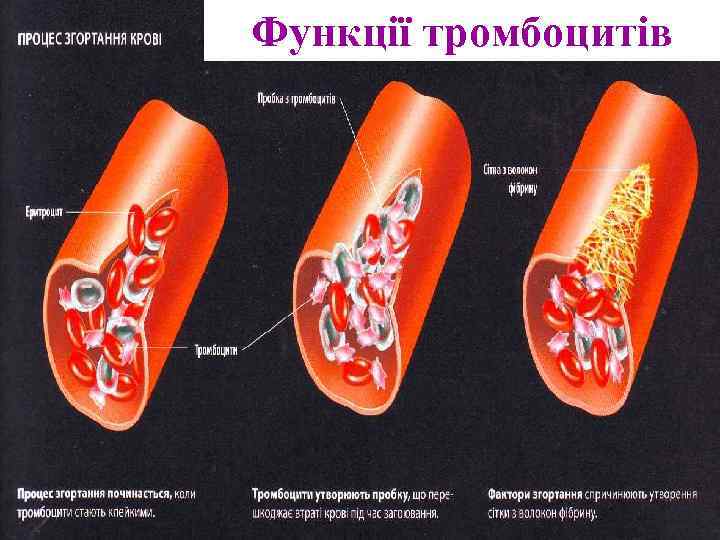 Функції тромбоцитів 