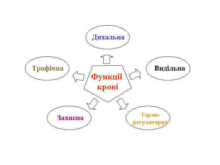 Дихальна Трофічна Захисна Функції крові Видільна Терморегуляторна 