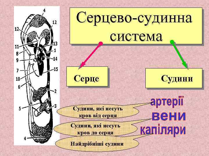 Серцево-судинна система Серце Судини, які несуть кров від серця Судини, які несуть кров до