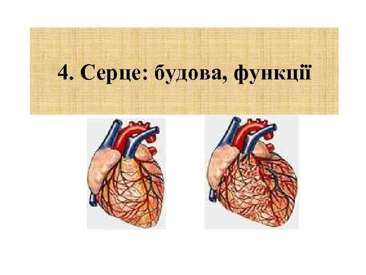 4. Серце: будова, функції 