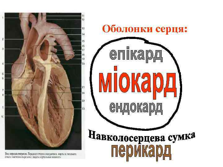 Оболонки серця: 