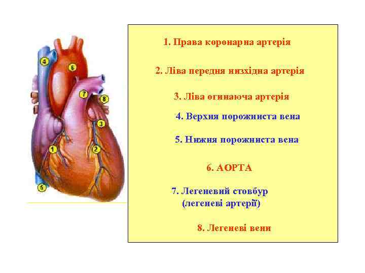 1. Права коронарна артерія 2. Ліва передня низхідна артерія 3. Ліва огинаюча артерія 4.