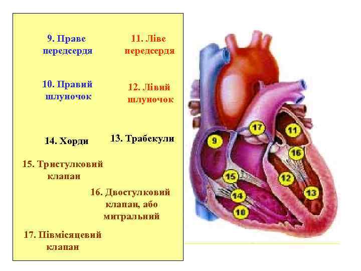 9. Праве передсердя 11. Ліве передсердя 10. Правий шлуночок 12. Лівий шлуночок 13. Трабекули