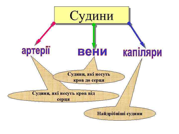 Судини, які несуть кров до серця Судини, які несуть кров від серця Найдрібніші судини