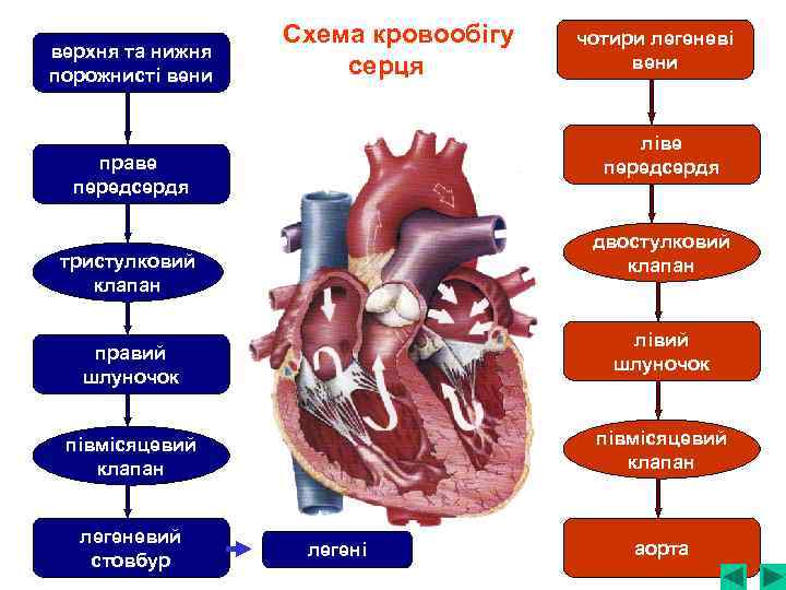 верхня та нижня порожнисті вени Схема кровообігу серця ліве передсердя праве передсердя двостулковий клапан
