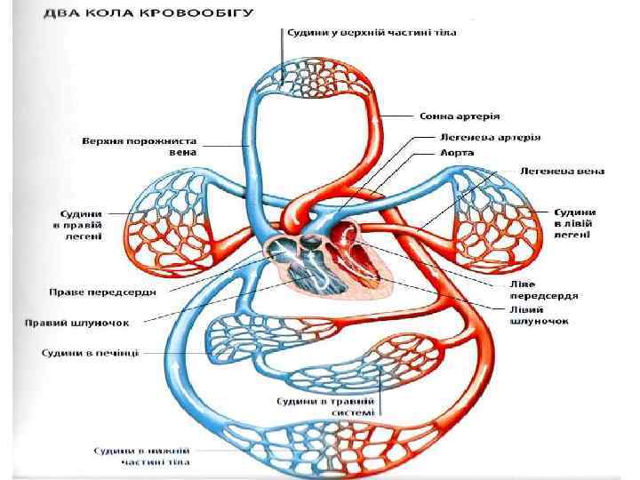 Судини Серце 