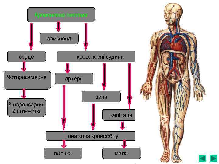 Кровоносна система замкнена серце Чотирикамерне кровоносні судини артерії вени 2 передсердя, 2 шлуночки капіляри