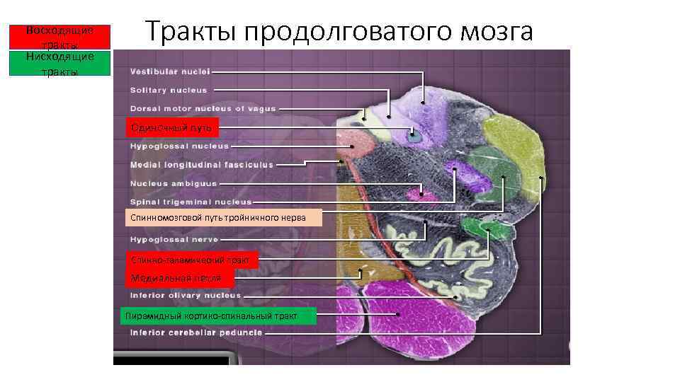 Восходящие тракты Нисходящие тракты Тракты продолговатого мозга Одиночный путь Спинномозговой путь тройничного нерва Спинно-таламический