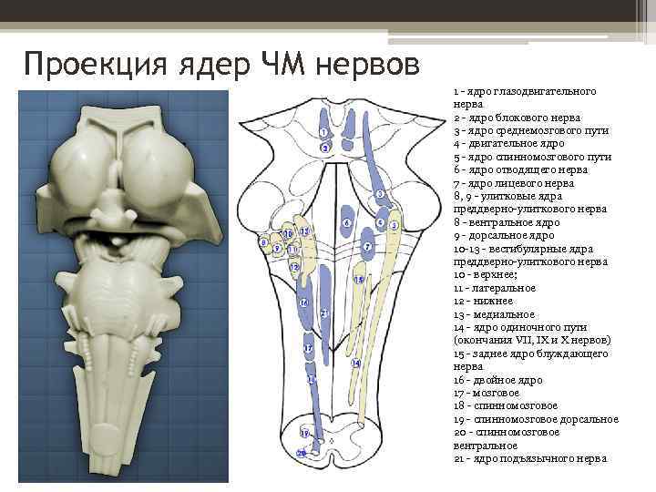 Проекция ядер ЧМ нервов 1 - ядро глазодвигательного нерва 2 - ядро блокового нерва