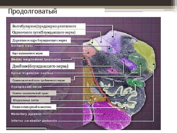 Продолговатый Вестибулярное(преддверно-улиткового нерва) Одиночного пути(блуждающего нерва) Дорзальное ядро блуждающего нерва Ядро подъязычного нерва Двойное(блуждающего