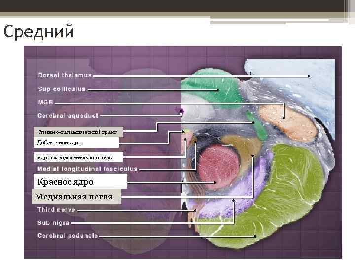 Средний Спинно-таламический тракт Добавочное ядро Ядро глазодвигательного нерва Красное ядро Медиальная петля 