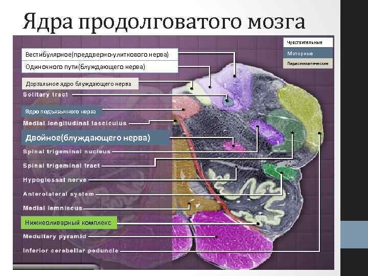 Ядра продолговатого мозга Чувствительные Вестибулярное(преддверно-улиткового нерва) Моторные Одиночного пути(блуждающего нерва) Парасимпатические Дорзальное ядро блуждающего