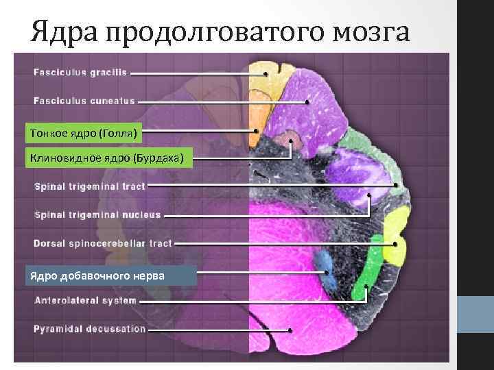 Ядра продолговатого мозга Тонкое ядро (Голля) Клиновидное ядро (Бурдаха) Ядро добавочного нерва 