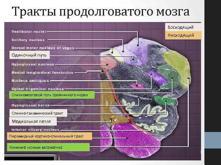 Тракты продолговатого мозга Восходящий Нисходящий Одиночный путь Спинномозговой путь тройничного нерва Спинно-таламический тракт Медиальная