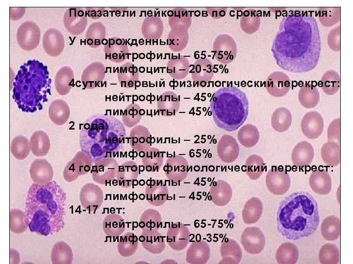 Лимфоциты у грудничка. Показатели лейкоцитов у новорожденных. Нейтрофилы у грудничка. Нейтрофилы выше у новорожденного. 75 % Нейтрофилы ребенку 5 месяцев.