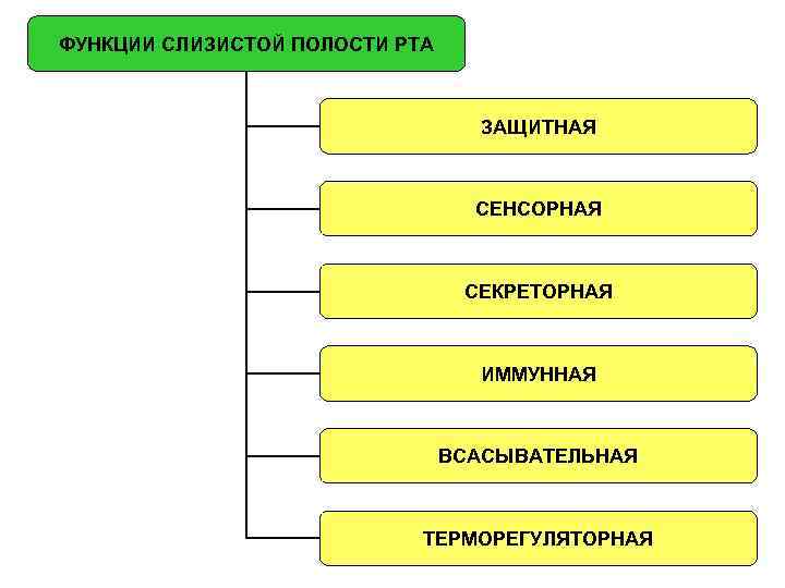 Функции полости