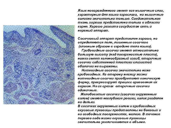 Язык новорожденного имеет все мышечные слои, характерные для языка взрослого, но мышечные волокна значительно