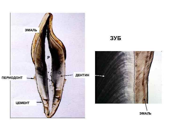 ЭМАЛЬ ЗУБ ПЕРИОДОНТ ДЕНТИН ЦЕМЕНТ ЭМАЛЬ 