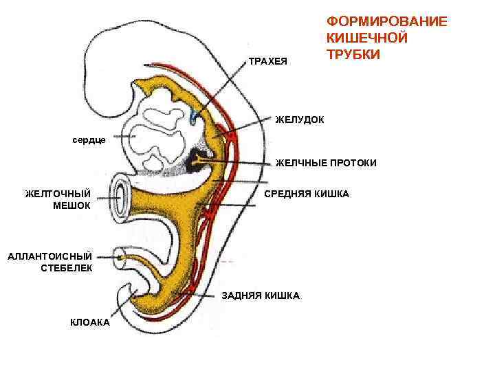 Полость стадия