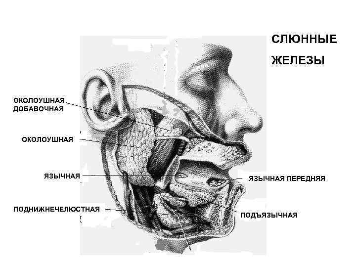 Где находятся слюнные железы у человека схема