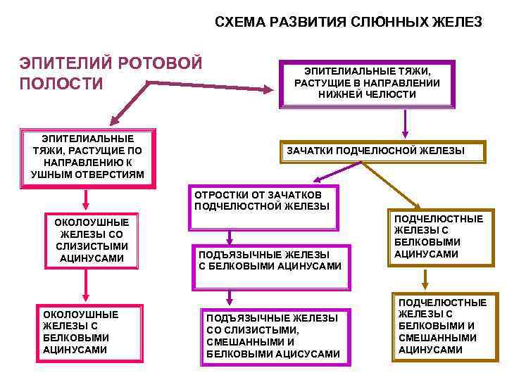 СХЕМА РАЗВИТИЯ СЛЮННЫХ ЖЕЛЕЗ ЭПИТЕЛИЙ РОТОВОЙ ПОЛОСТИ ЭПИТЕЛИАЛЬНЫЕ ТЯЖИ, РАСТУЩИЕ ПО НАПРАВЛЕНИЮ К УШНЫМ