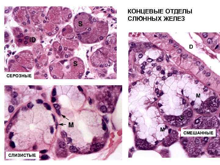 КОНЦЕВЫЕ ОТДЕЛЫ СЛЮННЫХ ЖЕЛЕЗ СЕРОЗНЫЕ СМЕШАННЫЕ СЛИЗИСТЫЕ 