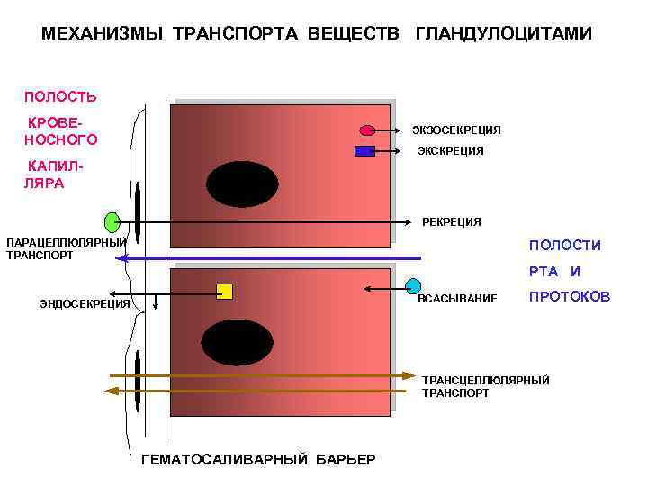 МЕХАНИЗМЫ ТРАНСПОРТА ВЕЩЕСТВ ГЛАНДУЛОЦИТАМИ ПОЛОСТЬ КРОВЕНОСНОГО ЭКЗОСЕКРЕЦИЯ ЭКСКРЕЦИЯ КАПИЛЛЯРА РЕКРЕЦИЯ ПАРАЦЕЛЛЮЛЯРНЫЙ ТРАНСПОРТ ПОЛОСТИ РТА