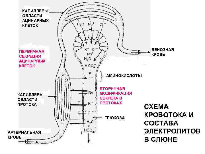 КАПИЛЛЯРЫ ОБЛАСТИ АЦИНАРНЫХ КЛЕТОК ВЕНОЗНАЯ КРОВЬ ПЕРВИЧНАЯ СЕКРЕЦИЯ АЦИНАРНЫХ КЛЕТОК АМИНОКИСЛОТЫ КАПИЛЛЯРЫ ОБЛАСТИ ПРОТОКА