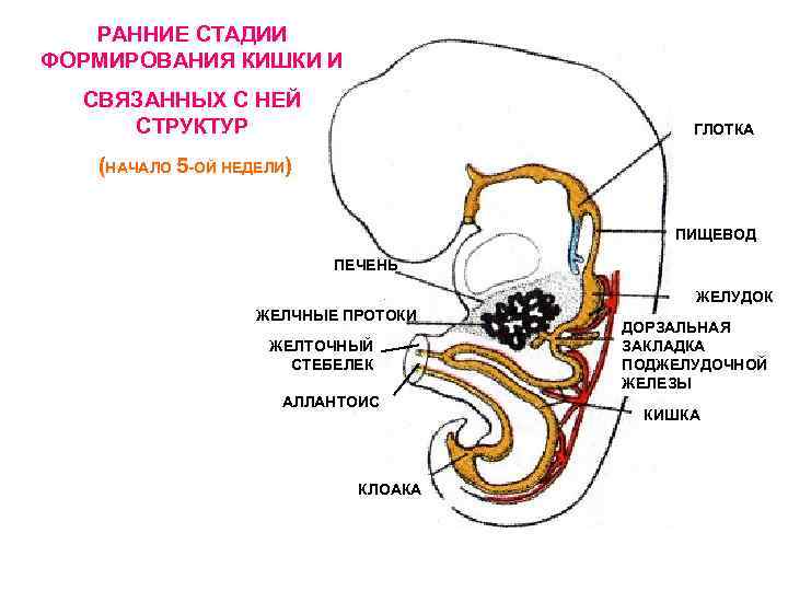 Этапы пищеварения в ротовой полости