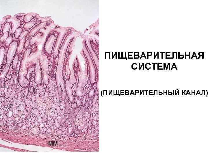 ПИЩЕВАРИТЕЛЬНАЯ СИСТЕМА (ПИЩЕВАРИТЕЛЬНЫЙ КАНАЛ) 