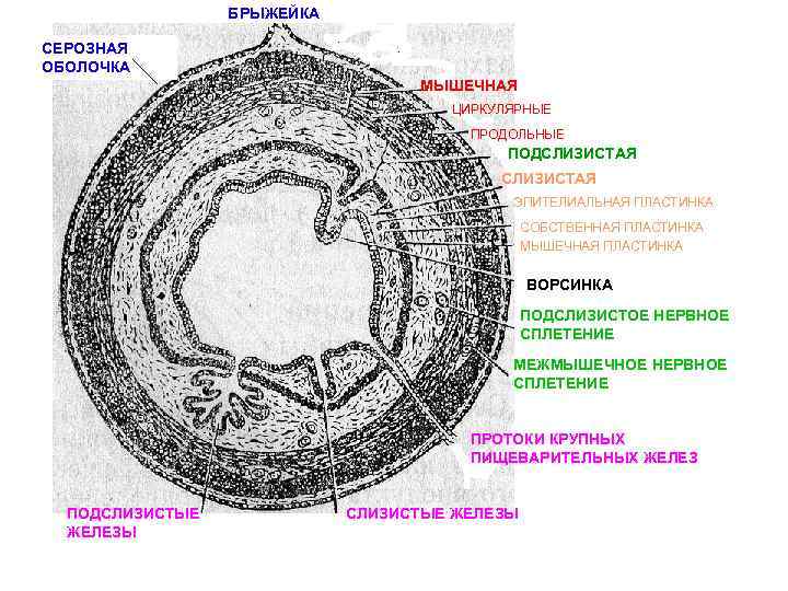 БРЫЖЕЙКА СЕРОЗНАЯ ОБОЛОЧКА МЫШЕЧНАЯ ЦИРКУЛЯРНЫЕ ПРОДОЛЬНЫЕ ПОДСЛИЗИСТАЯ ЭПИТЕЛИАЛЬНАЯ ПЛАСТИНКА СОБСТВЕННАЯ ПЛАСТИНКА МЫШЕЧНАЯ ПЛАСТИНКА ВОРСИНКА