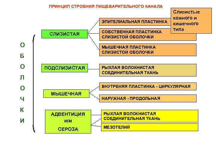 ПРИНЦИП СТРОЕНИЯ ПИЩЕВАРИТЕЛЬНОГО КАНАЛА ЭПИТЕЛИАЛЬНАЯ ПЛАСТИНКА СЛИЗИСТАЯ О МЫШЕЧНАЯ ПЛАСТИНКА СЛИЗИСТОЙ ОБОЛОЧКИ Б О