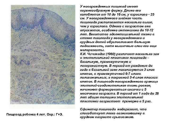 У новорожденных пищевод имеет воронкообразную форму. Длина его колеблется от 10 до 16 см,