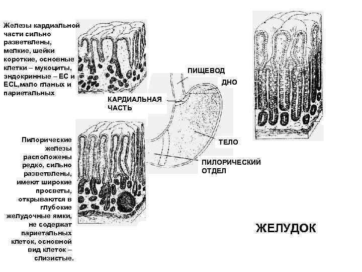 Пилорический отдел желудка гистология рисунок