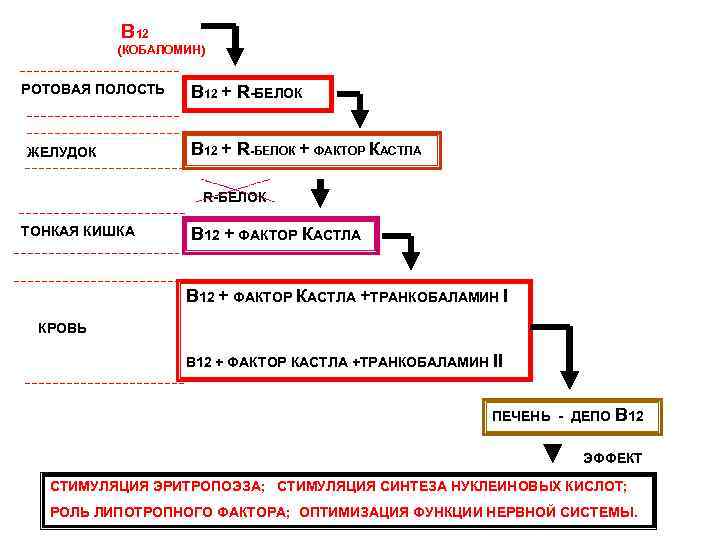В 12 (КОБАЛОМИН) РОТОВАЯ ПОЛОСТЬ ЖЕЛУДОК В 12 + R-БЕЛОК + ФАКТОР КАСТЛА R-БЕЛОК