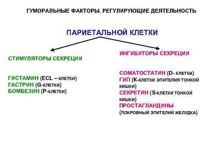 ГУМОРАЛЬНЫЕ ФАКТОРЫ, РЕГУЛИРУЮЩИЕ ДЕЯТЕЛЬНОСТЬ ПАРИЕТАЛЬНОЙ КЛЕТКИ СТИМУЛЯТОРЫ СЕКРЕЦИИ ГИСТАМИН (ЕСL – КЛЕТКИ) ГАСТРИН (G-КЛЕТКИ)