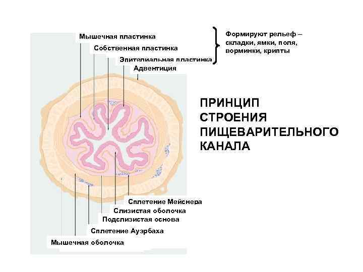 Ауэрбахово сплетение