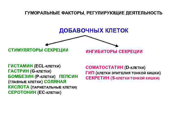 ГУМОРАЛЬНЫЕ ФАКТОРЫ, РЕГУЛИРУЮЩИЕ ДЕЯТЕЛЬНОСТЬ ДОБАВОЧНЫХ КЛЕТОК СТИМУЛЯТОРЫ СЕКРЕЦИИ ИНГИБИТОРЫ СЕКРЕЦИИ ГИСТАМИН (ЕСL-КЛЕТКИ) ГАСТРИН (G-КЛЕТКИ)