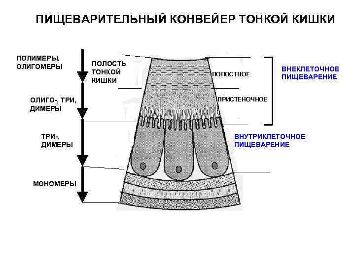 Полость тонкого. Пищеварительный конвейер. Пищеварительный конвейер тонкой кишки. Схема внеклеточного пищеварения. Пищеварительный конвейер в тонком кишечнике.