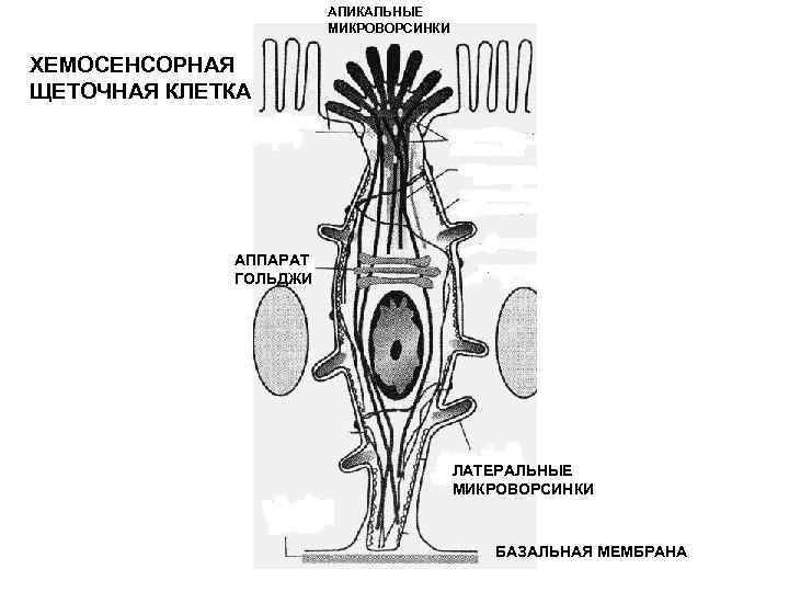 АПИКАЛЬНЫЕ МИКРОВОРСИНКИ ХЕМОСЕНСОРНАЯ ЩЕТОЧНАЯ КЛЕТКА АППАРАТ ГОЛЬДЖИ ЛАТЕРАЛЬНЫЕ МИКРОВОРСИНКИ БАЗАЛЬНАЯ МЕМБРАНА 