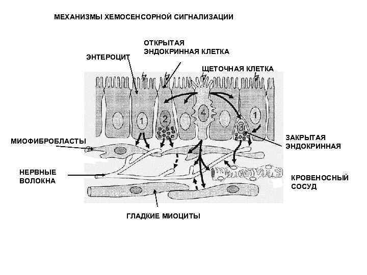 МЕХАНИЗМЫ ХЕМОСЕНСОРНОЙ СИГНАЛИЗАЦИИ ЭНТЕРОЦИТ ОТКРЫТАЯ ЭНДОКРИННАЯ КЛЕТКА ЩЕТОЧНАЯ КЛЕТКА ЗАКРЫТАЯ ЭНДОКРИННАЯ МИОФИБРОБЛАСТЫ НЕРВНЫЕ ВОЛОКНА