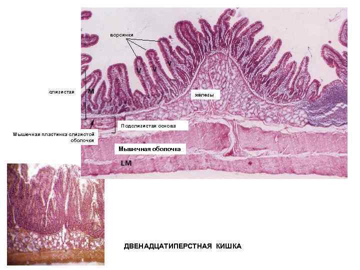 Гладкая мускулатура подслизистая основа слизистая оболочка