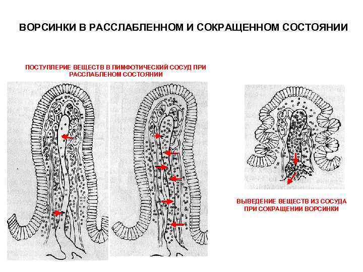 Последовательное сокращение и расслабление кишечной стенки