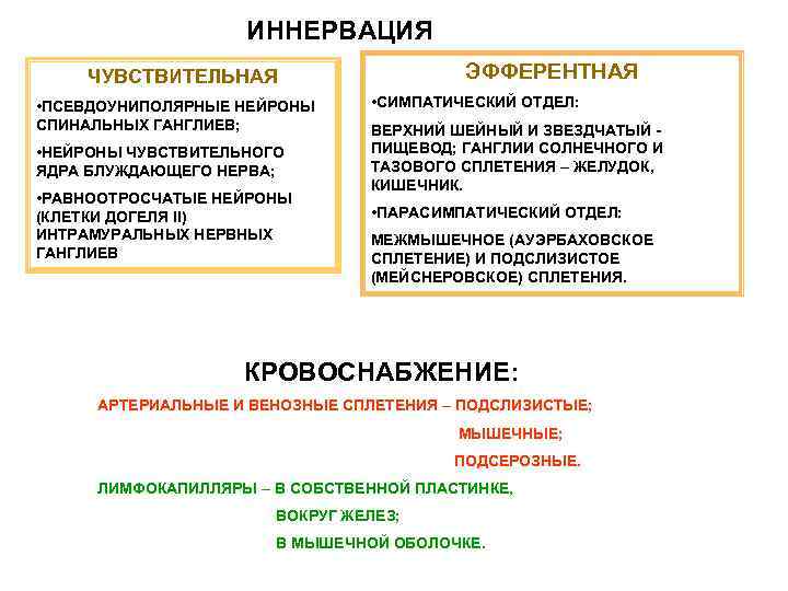 ИННЕРВАЦИЯ ЭФФЕРЕНТНАЯ ЧУВСТВИТЕЛЬНАЯ • ПСЕВДОУНИПОЛЯРНЫЕ НЕЙРОНЫ СПИНАЛЬНЫХ ГАНГЛИЕВ; • НЕЙРОНЫ ЧУВСТВИТЕЛЬНОГО ЯДРА БЛУЖДАЮЩЕГО НЕРВА;