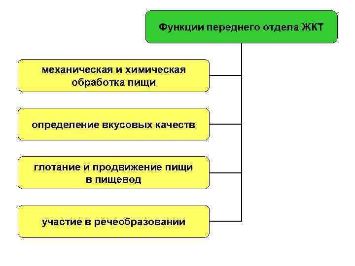 Функции переднего отдела ЖКТ механическая и химическая обработка пищи определение вкусовых качеств глотание и