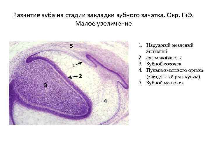 Развитие зуба на стадии закладки зубного зачатка. Окр. Г+Э. Малое увеличение 1. Наружный эмалевый