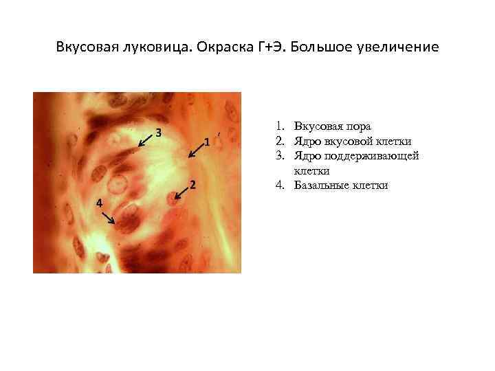 Атрофия сосочков языка фото