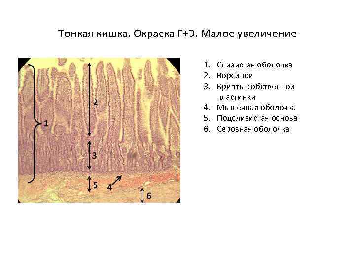 Тонкая кишка. Окраска Г+Э. Малое увеличение 1. Слизистая оболочка 2. Ворсинки 3. Крипты собственной